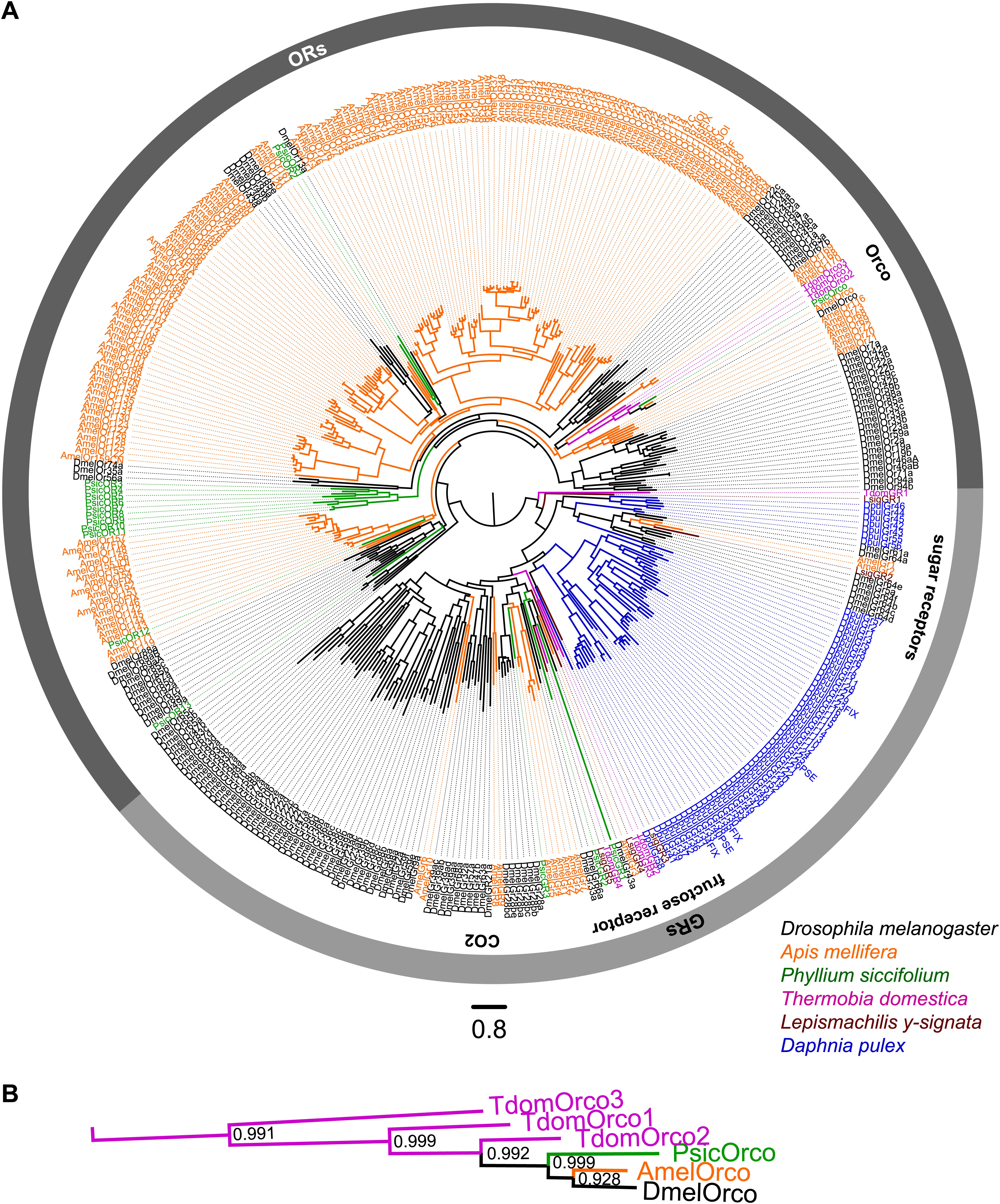 Evolution of insect olfactory receptors.